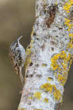 Image. Short-toed Treecreeper