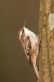 Image. Short-toed Treecreeper