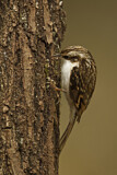 Image. Short-toed Treecreeper