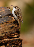 Image. Short-toed Treecreeper