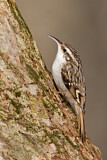 Image. Short-toed Treecreeper