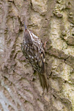 Image. Short-toed Treecreeper