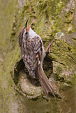Image. Short-toed Treecreeper