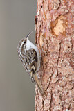 Image. Short-toed Treecreeper