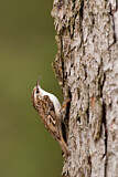 Image. Short-toed Treecreeper