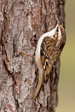 Image. Short-toed Treecreeper