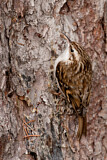 Image. Short-toed Treecreeper