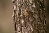 Image. Short-toed Treecreeper