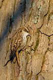 Image. Short-toed Treecreeper