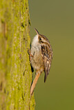 Image. Short-toed Treecreeper