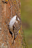 Image. Short-toed Treecreeper