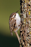 Image. Short-toed Treecreeper