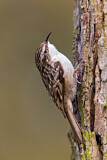 Image. Short-toed Treecreeper