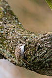 Image. Short-toed Treecreeper