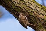 Image. Short-toed Treecreeper