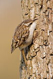 Image. Short-toed Treecreeper
