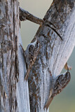 Image. Short-toed Treecreeper