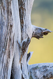 Image. Short-toed Treecreeper