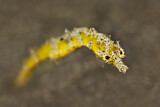 Image. Shortpouch Pygmy Pipehorse