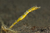 Image. Shortpouch Pygmy Pipehorse