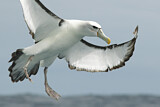 Image. Shy Albatross