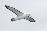 Image. Shy Albatross