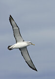 Image. Shy Albatross