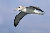 Image. Shy Albatross
