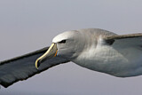 Image. Shy Albatross