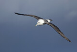 Image. Shy Albatross