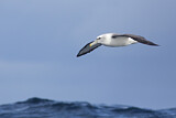 Image. Shy Albatross