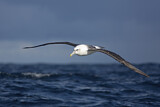 Image. Shy Albatross