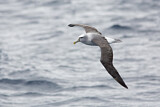 Image. Shy Albatross