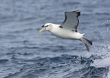 Image. Shy Albatross