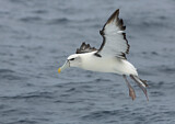 Image. Shy Albatross