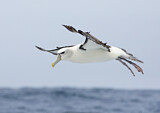 Image. Shy Albatross