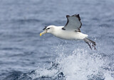 Image. Shy Albatross