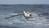Image. Shy Albatross