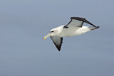 Image. Shy Albatross