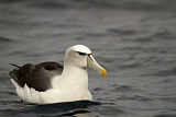 Image. Shy Albatross