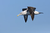 Image. Shy Albatross