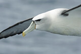 Image. Shy Albatross