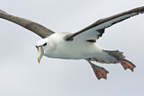 Image. Shy Albatross