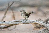Image. Shy Heathwren