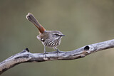 Image. Shy Heathwren