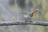 Image. Shy Heathwren