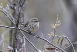 Image. Shy Heathwren