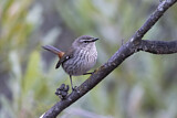 Image. Shy Heathwren