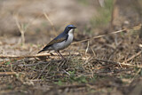 Image. Siberian Blue Robin