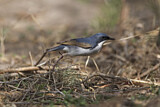Image. Siberian Blue Robin